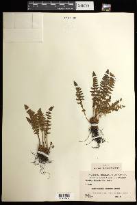 Woodsia ilvensis image