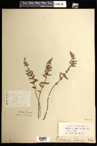 Woodsia ilvensis image