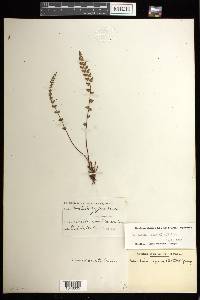 Woodsia alpina image