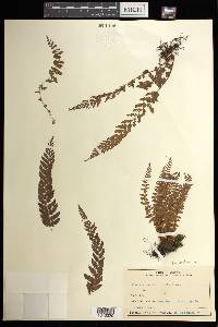 Woodsia manchuriensis image