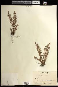 Woodsia polystichoides image