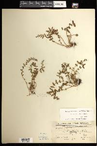 Woodsia rosthorniana image