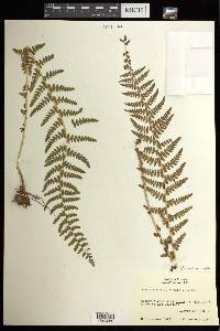 Woodsia mollis image