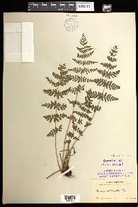 Woodsia obtusa subsp. obtusa image