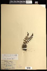 Woodsia macrochlaena image