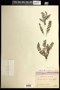 Woodsia manchuriensis image