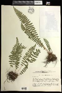 Woodsia polystichoides image