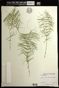 Equisetum pratense image