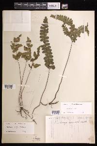 Lindsaea rufa image
