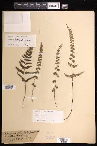 Lindsaea heterophylla image