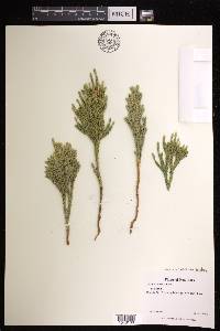 Dendrolycopodium hickeyi image