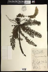 Cephalomanes crassum image