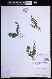 Amauropelta germaniana image