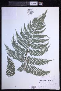 Dryopteris sandwicensis image