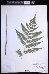 Dryopteris celsa image