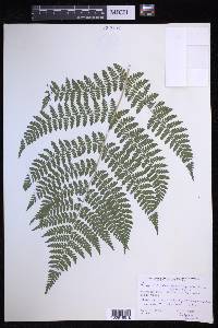 Dryopteris campyloptera image