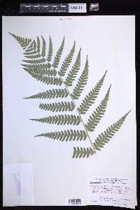 Dryopteris celsa image