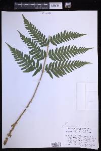 Dryopteris celsa image