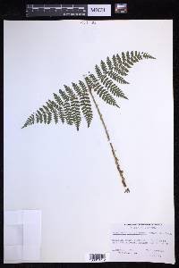 Dryopteris campyloptera image