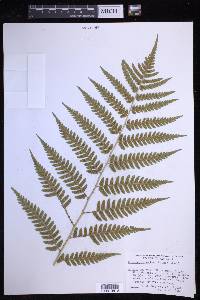 Dryopteris celsa image