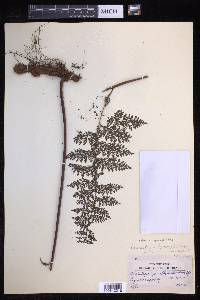 Davallia hymenophylloides image