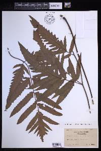 Tectaria phaeocaulis image