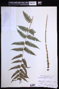 Dryopteris celsa image