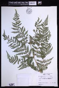 Dryopteris expansa image