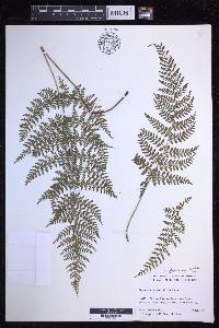 Dryopteris glabra image