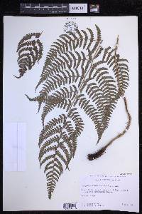 Dryopteris sandwicensis image