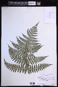 Dryopteris hawaiiensis image