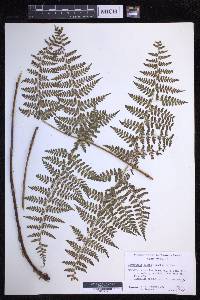 Dryopteris glabra image