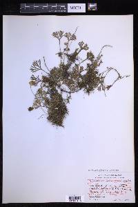 Elaphoglossum peltatum image