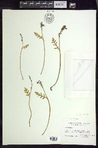 Botrychium matricariifolium image