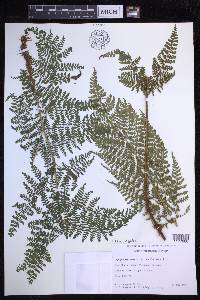 Dryopteris glabra image