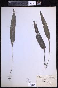 Leptochilus pedunculatus image