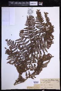 Dryopteris hawaiiensis image