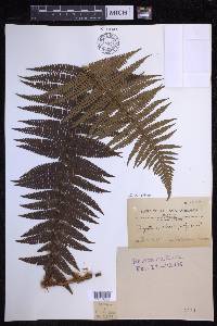 Dryopteris wallichiana image