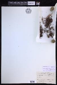 Hymenophyllum myriocarpum var. nigrescens image