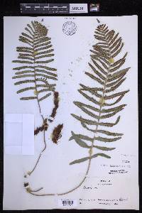 Polypodium pellucidum image