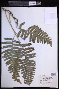 Polypodium pellucidum image