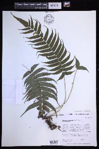 Menisciopsis cyatheoides image