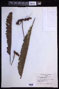 Polypodium pellucidum image