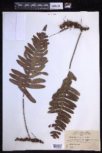 Polypodium pellucidum image