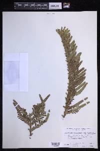 Polypodium pellucidum image