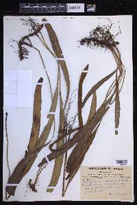 Elaphoglossum wawrae image