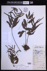 Selliguea lagunensis image