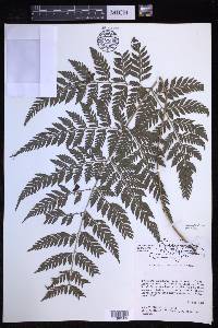 Parapolystichum effusum subsp. effusum image