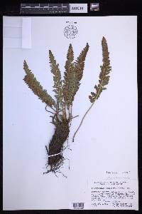 Polystichum lemmonii image