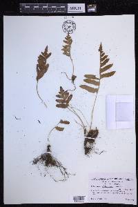 Polypodium californicum image